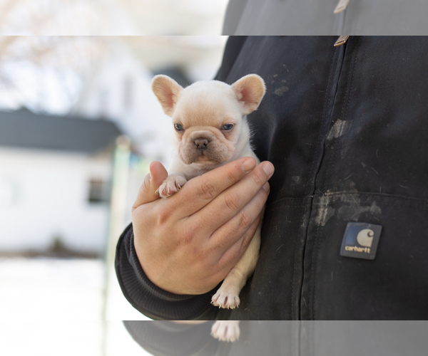 Medium Photo #4 French Bulldog Puppy For Sale in NAPPANEE, IN, USA