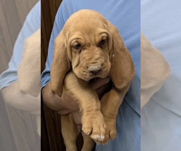 Medium Photo #13 Bloodhound Puppy For Sale in FORT MORGAN, CO, USA