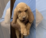 Red LM 8 - Male Bloodhound Puppy for Sale - Photo #13