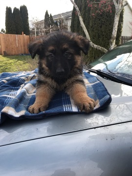 Medium Photo #1 German Shepherd Dog Puppy For Sale in TROUTDALE, OR, USA