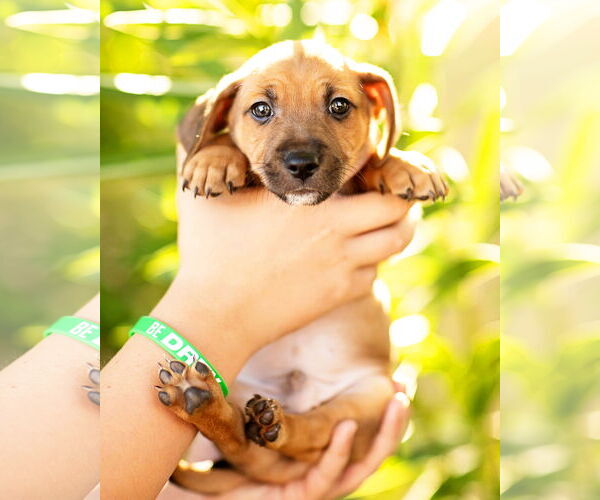 Medium Photo #3 Dachshund Puppy For Sale in Corona, CA, USA