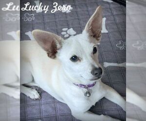 Chiweenie Dogs for adoption in Tustin, CA, USA