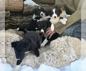 Border-Aussie Puppy for Sale in BLUE RIVER, Wisconsin USA