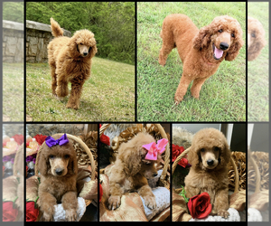 Poodle (Standard) Puppy for sale in LITHONIA, GA, USA