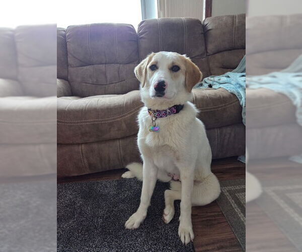 Medium Photo #3 Golden Pyrenees Puppy For Sale in Genesee, WI, USA