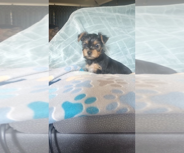 Medium Photo #2 Yorkshire Terrier Puppy For Sale in BENSON, NC, USA