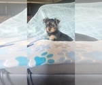 Small #1 Yorkshire Terrier