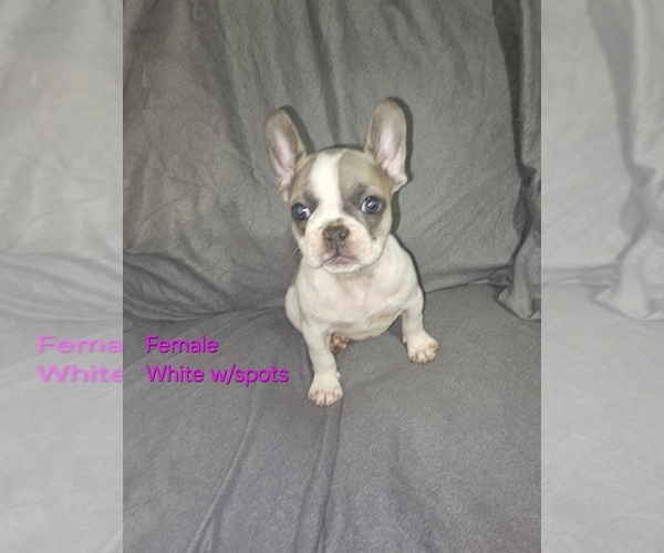 Medium Photo #1 French Bulldog Puppy For Sale in CLARKSVILLE, OH, USA