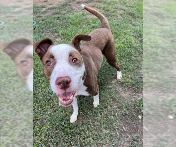 Medium Photo #2 American Pit Bull Terrier-Unknown Mix Puppy For Sale in Plano, TX, USA