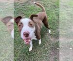 Small #1 American Pit Bull Terrier Mix