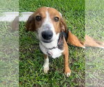 Small #11 Beagle