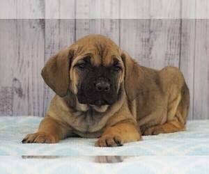 Cane Corso Puppy for sale in FREDERICKSBG, OH, USA