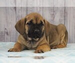 Small Photo #1 Cane Corso Puppy For Sale in FREDERICKSBG, OH, USA