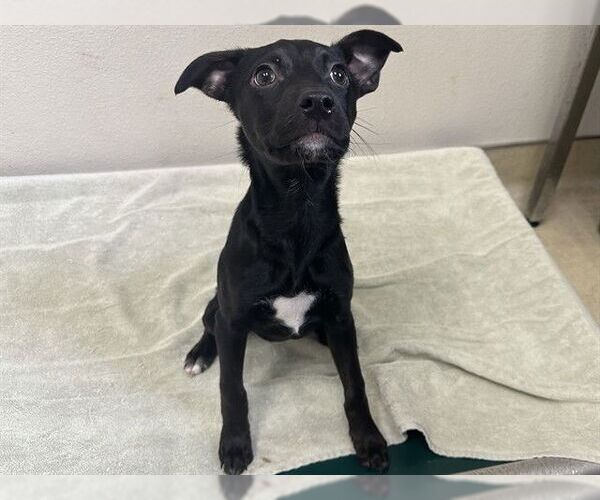 Medium Photo #1 Labrador Retriever-Unknown Mix Puppy For Sale in McKinleyville, CA, USA