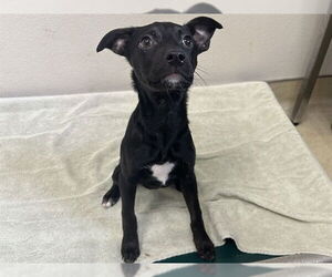 Labrador Retriever-Unknown Mix Dogs for adoption in McKinleyville, CA, USA