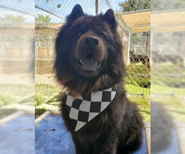 Medium Photo #1 Chow Chow Puppy For Sale in Ventura, CA, USA
