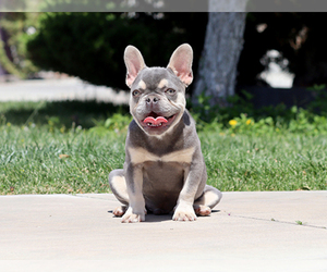French Bulldog Puppy for Sale in LITTLEROCK, California USA