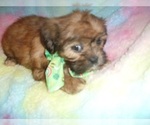 Small Photo #3 Wapoo Puppy For Sale in JACKSON, MS, USA