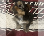 Small Photo #22 Yorkshire Terrier Puppy For Sale in JOHNSTON CITY, IL, USA