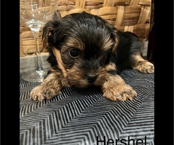 Medium Photo #3 -Yorkshire Terrier Mix Puppy For Sale in BENNINGTON, IN, USA