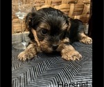 Small Photo #3 -Yorkshire Terrier Mix Puppy For Sale in BENNINGTON, IN, USA