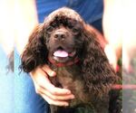 Small #8 Cocker Spaniel