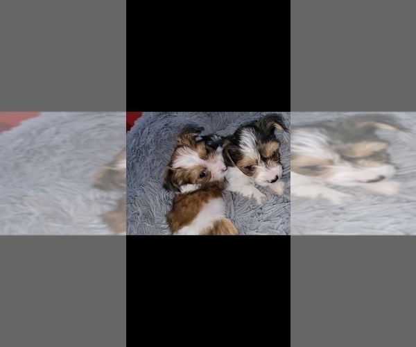 Medium Photo #8 Yorkshire Terrier Puppy For Sale in ELON, NC, USA