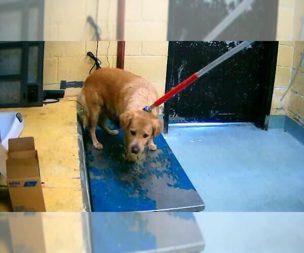 Medium Photo #1 Golden Retriever-Unknown Mix Puppy For Sale in Tulsa, OK, USA