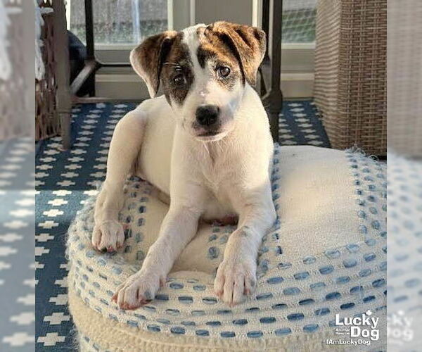 Medium Photo #5 Labrador Retriever-Unknown Mix Puppy For Sale in Washington, DC, USA