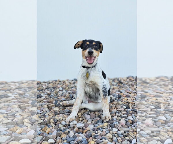 Medium Photo #3 Mutt Puppy For Sale in Sandy, UT, USA