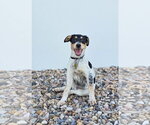 Small #2 Mutt