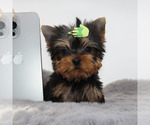 Small #1 Yorkshire Terrier