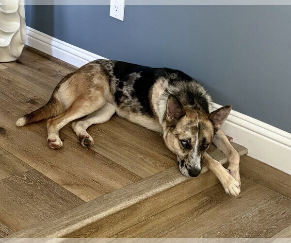 Medium Photo #3 Siberian Husky-Unknown Mix Puppy For Sale in Houston, TX, USA