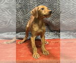 Small #1 Labrador Retriever Mix