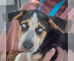 Small Australian Shepherd-German Shepherd Dog Mix