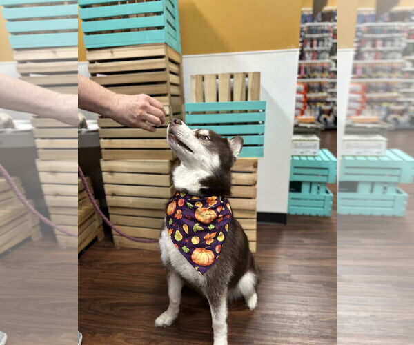 Medium Photo #2 Siberian Husky Puppy For Sale in Carrollton, TX, USA