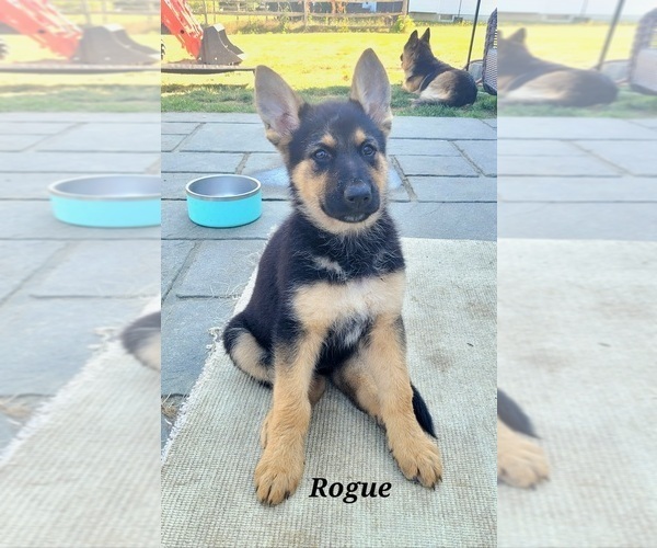 Medium Photo #2 German Shepherd Dog Puppy For Sale in VINELAND, NJ, USA