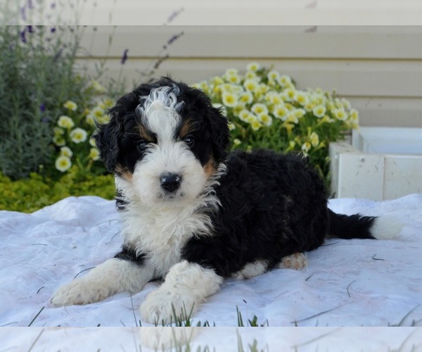 Medium Photo #10 Bernedoodle (Miniature) Puppy For Sale in PARADISE, PA, USA