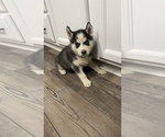 Small Photo #20 Siberian Husky Puppy For Sale in BAKERSFIELD, CA, USA