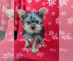 Small Photo #2 Yorkshire Terrier Puppy For Sale in GLEN ROCK, PA, USA