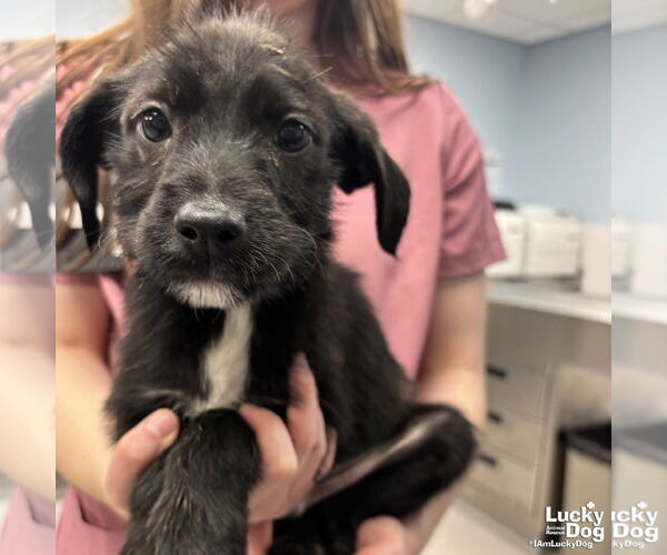 Medium Photo #4 Labrador Retriever-Unknown Mix Puppy For Sale in Washington, DC, USA