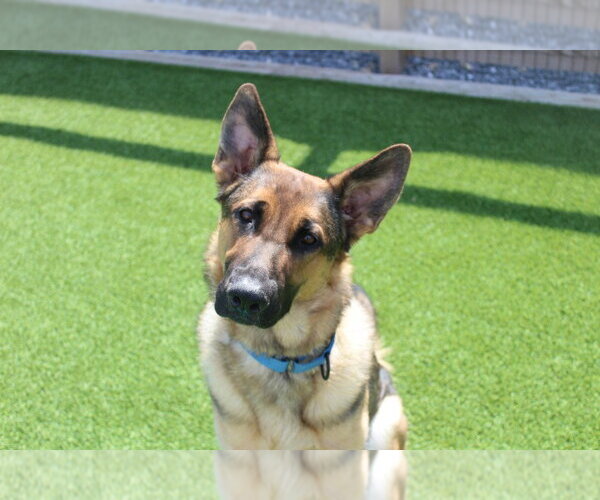 Medium Photo #1 German Shepherd Dog Puppy For Sale in Chestertown, MD, USA