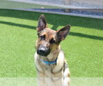 Small German Shepherd Dog