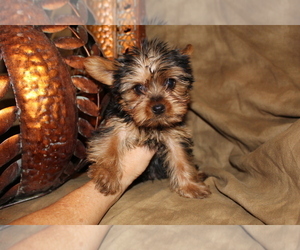 Father of the Yorkshire Terrier puppies born on 06/20/2019