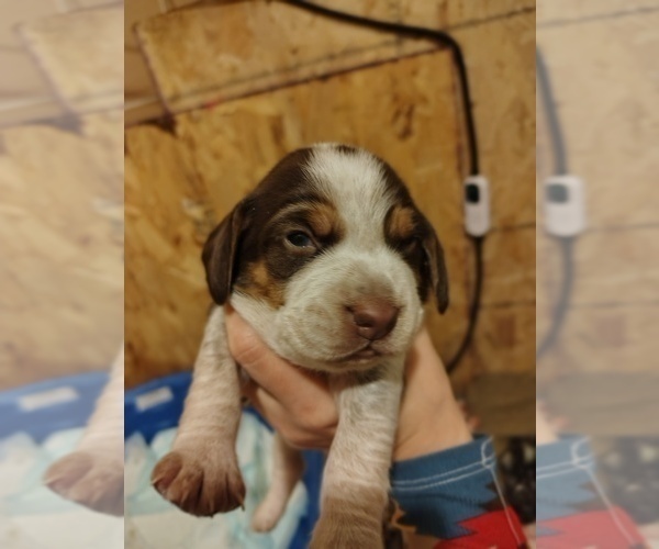 Medium Photo #2 Beagle Puppy For Sale in BOWLING GREEN, MO, USA
