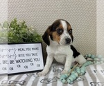 Small #1 Beagle