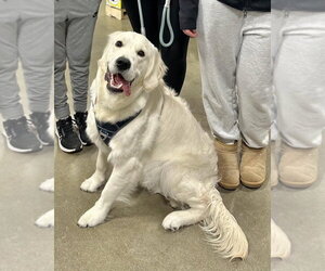 Golden Retriever Dogs for adoption in Aurora, IN, USA