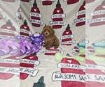 Puppy Teddy Poodle (Miniature)