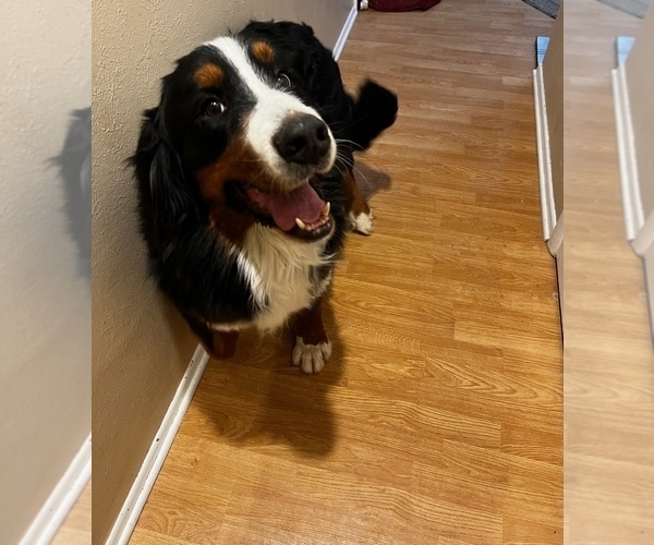 Medium Photo #1 Bernedoodle (Miniature) Puppy For Sale in BLACK FOREST, CO, USA