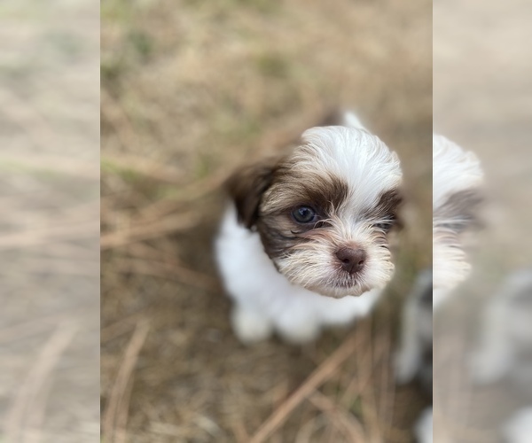 Medium Photo #75 Shih Tzu Puppy For Sale in VENETA, OR, USA
